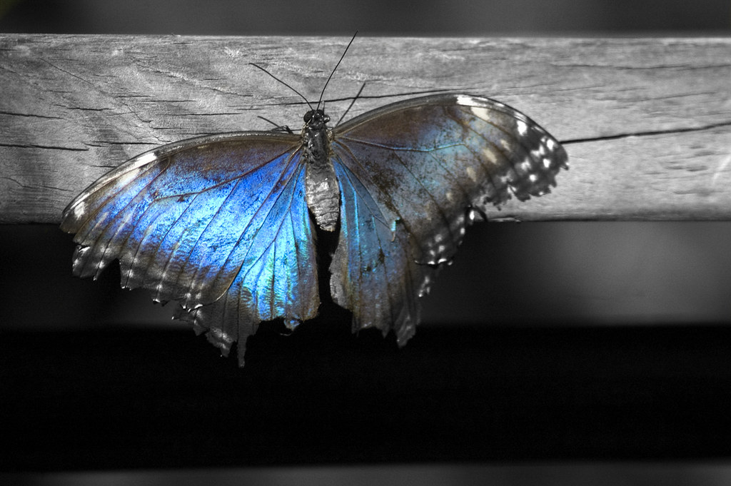 Blue Morpho | Trevor Pearson | Flickr