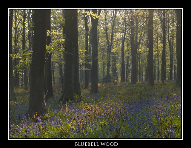 bluebell wood