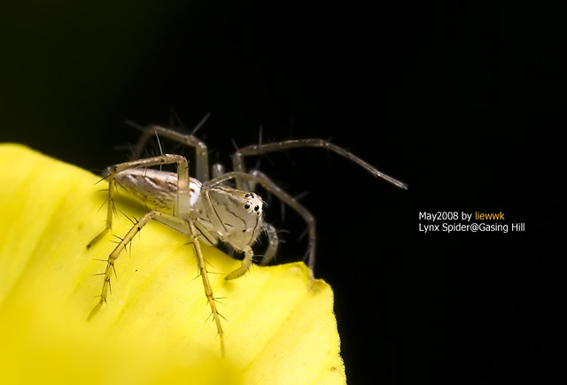 Lynx Spider on Yellow Flower