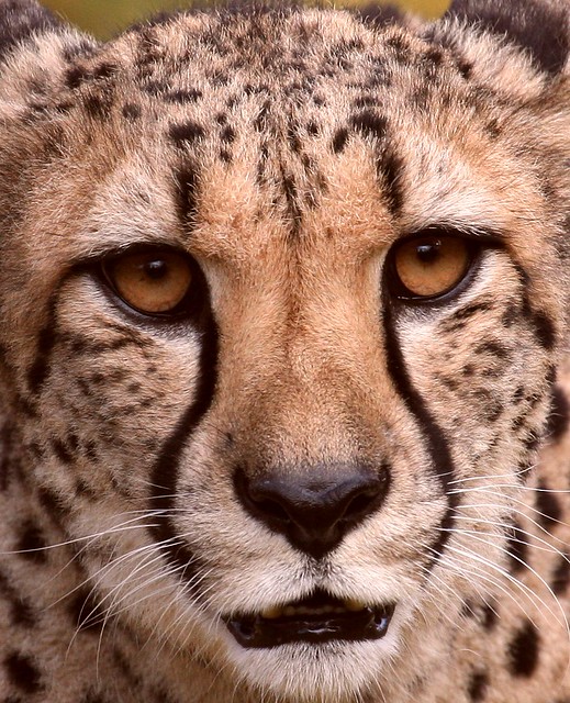 Cheetah 2