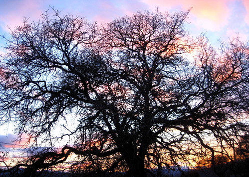 life sunset tree beauty oak oaktree