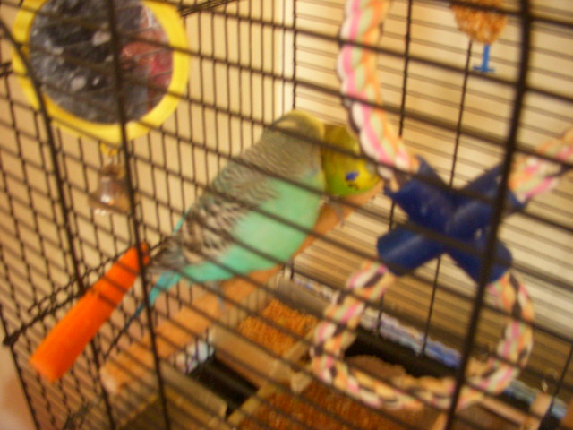 Parakeets Love Pecks