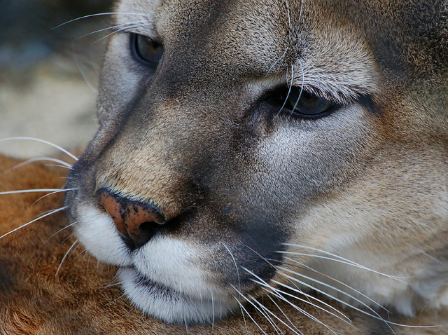 Cougar Closeup