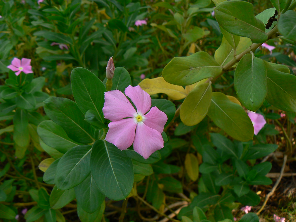 Sadaphuli (Hindi: सदाफूली)