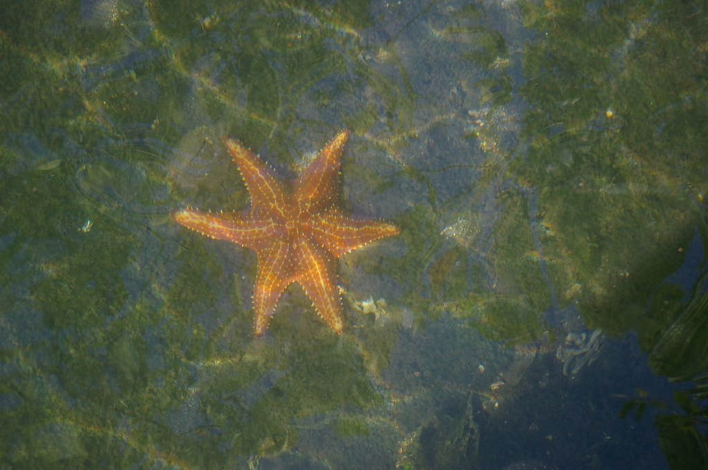 15.05 six-armed starfish | In shallow clear water near a man… | Flickr