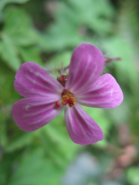 Tiny Pink Geranium