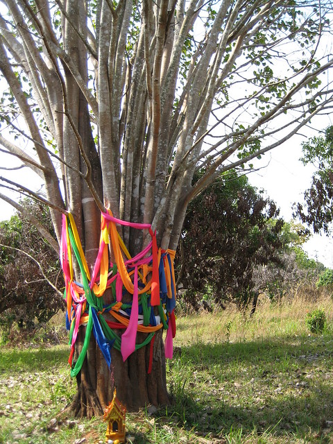 Tree spirits offering