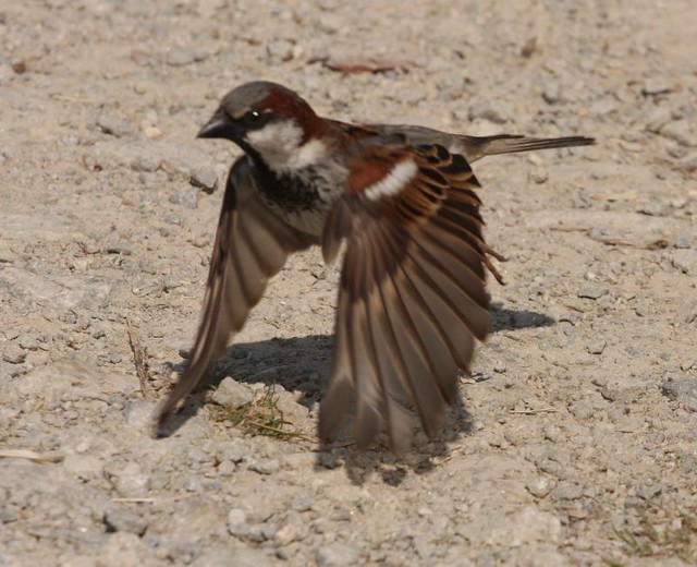 House sparrow takes flight