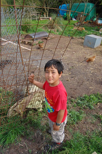 boy portrait chicken pen fence garden moving child kiribati