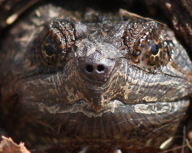 Snapping turtle1