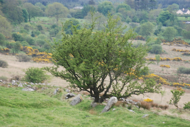 Lonesome Tree Glen of Imaal