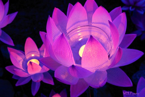 light candle lotus buddha religion earthasia