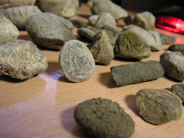Fósiles de Navarcles