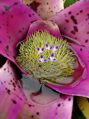 rosa-roxo-bromélia | Neoregelia concentrica jardim botânico … | Flickr