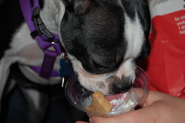 Tessie Eating a Doggy Sundae from Brusters
