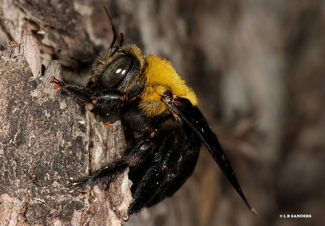 Female Carpenter bee