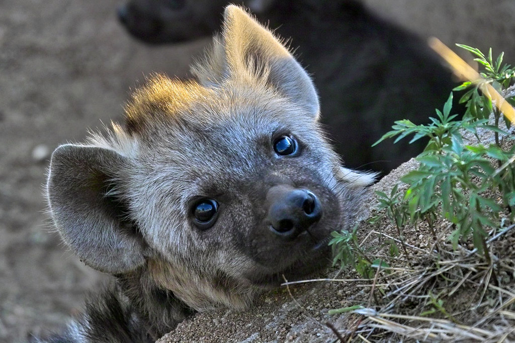 Baby Hyena