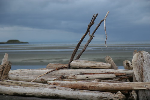 ocean canada beach or berta vancouverisland driftwood