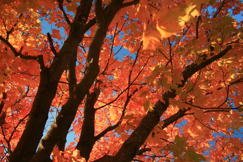 Autumn ,Pine County