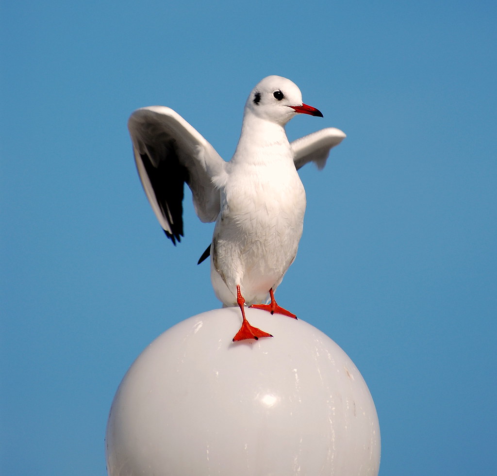 I 'm a seagull and I 'm proud of it!.. by Aster-oid