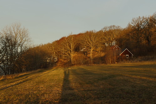 Morning gold by J. Roseen, Another morning glory shot from my Dec 28-16, excursion.morning morgon morgonljus morninglight shad