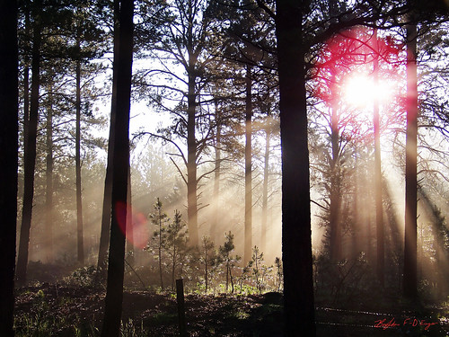 morning trees light sun mist fog forest sunrise glow kodak streaks blackforest 1on1sunrisesunsetsphotooftheweek z1012is 1on1sunrisesunsetsphotooftheweekjuly2009