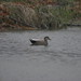 Flickr photo 'egads a gadwall' by: TurasPhoto.