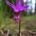 Flickr photo '2008.04.18 - deer's-head orchid' by: JBYoder.