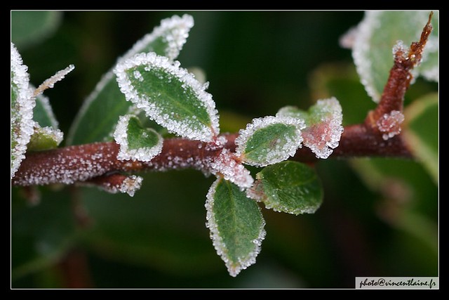 Feuilles sucrées - Frozen leaves