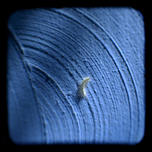 MAC blue, caterpillar