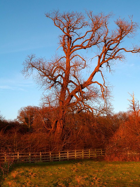 Winter Sunlight Tree