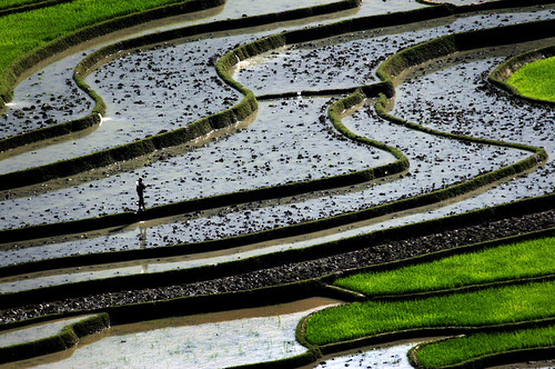 Terracing With Rice Terraces | Rice terracing in the mountainous areas of northe… | Flickr