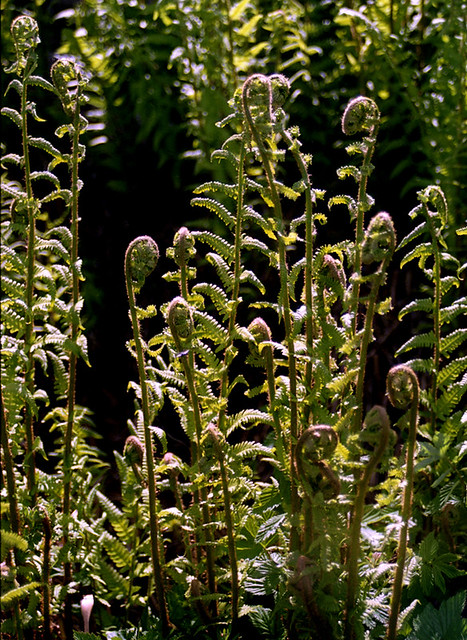 Spring Ferns spring ferns. | Ron Donoghue | Flickr
