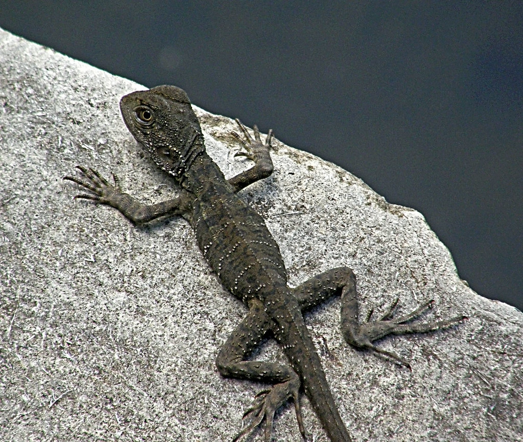 489 Baby Water Dragon | Jen 64 | Flickr