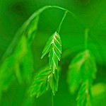 DSC_8255-2a Stink Grass near Smittle Cave,  John Alva Fuson CA, Wright Co., MO, 080724.  Eragrostis cilianensis. Monocots:  Commelinids:  Poales: Poaceae.