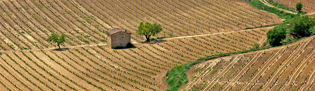 Viñas -San Asensio.Rioja