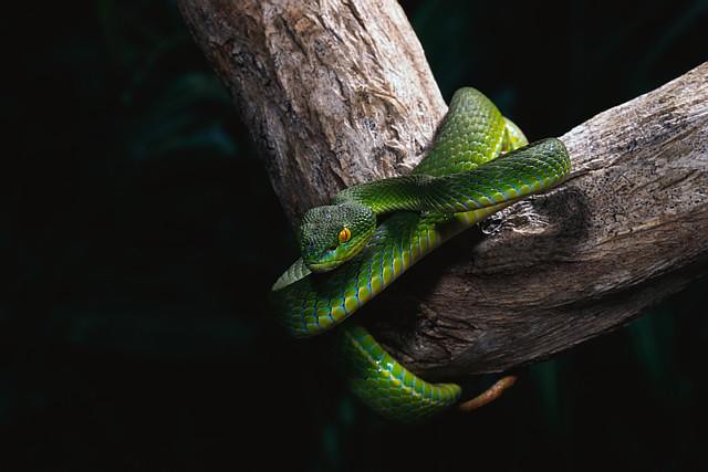 West African Bush Viper - Atheris chlorechis, HGHjim