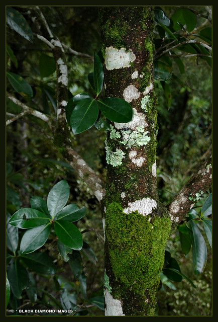 Corynocarpus laevigatus - Karaka - Trounson Kauri Walk - North Island NZ