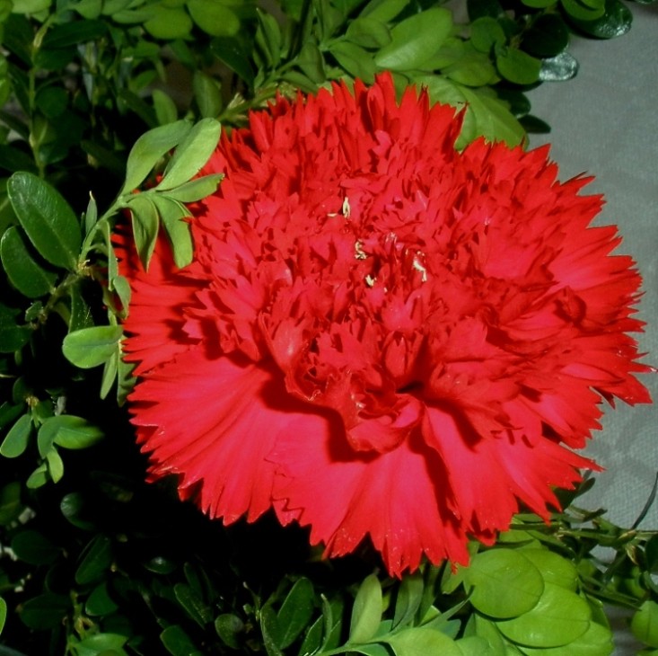 Cravo Vermelho / Red Carnation | lay_r | Flickr