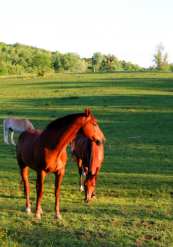 sunset horse field pawling