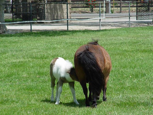 another mare & foal | by sunny frivoli