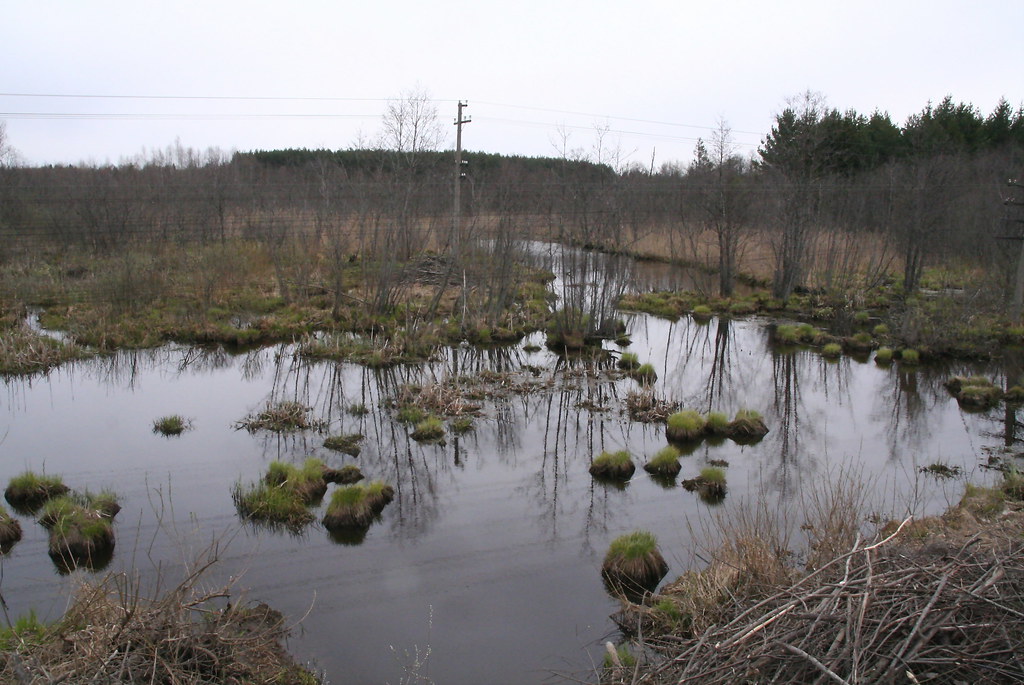 Раньше было болото. Болото рыжуха Навлинский. Болотные обитатели. Фото болота. Животные торфяного болота.