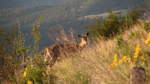 Solo Deer on Mount Sentinel