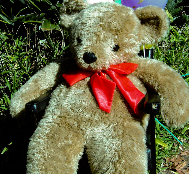 Teddy Bear's Picnic at Wollongong Botanic Gardens