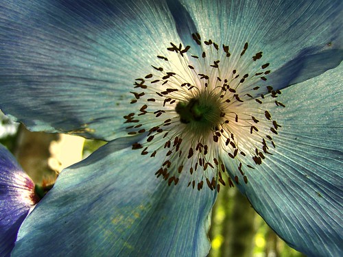 Heart of the Blue Himalayan Poppy by Jean-Paul Boudreau Photographie