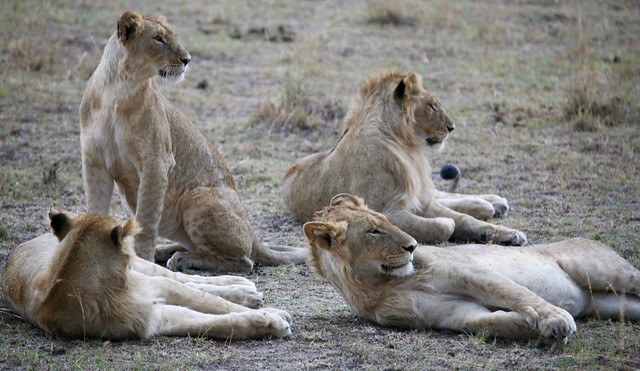 Lions Masai Mara Kenya East Africa