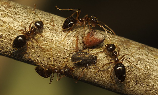 More False Honey ants - Prenolepis imparis