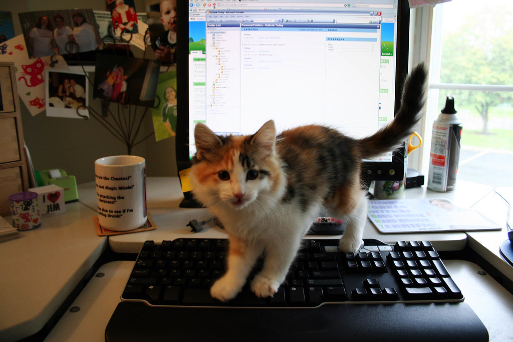 cat on the keyboard | I'm letting her run around in the offi… | Flickr