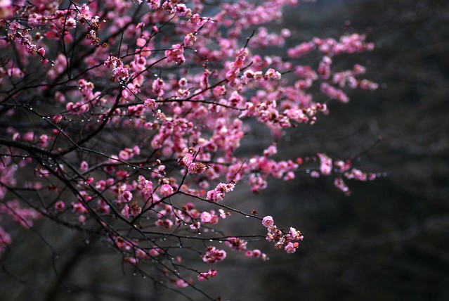 春・雨の日の梅　/　spring rainy days apricot tree