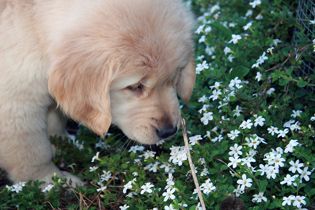 Got to stop and smell the flowers